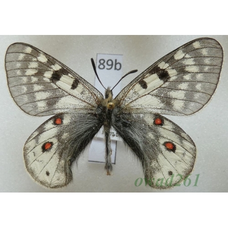Parnassius acdestis subsp. ohkumai Koiwaya, 1993 China89b